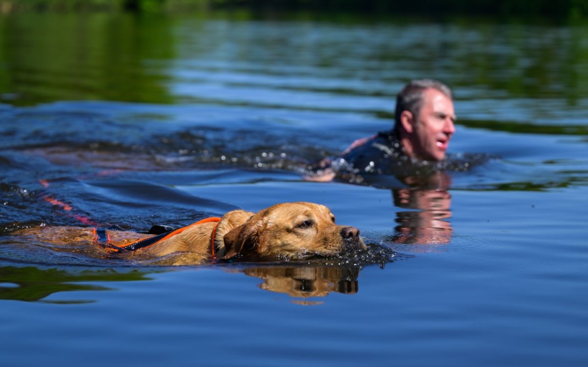 Braunschweig See Hund