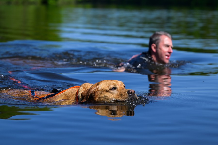 Dein Hund darf im Heidbergsee Braunschweig schwimmen – aber nur an bestimmten Stellen. (Symbolbild)