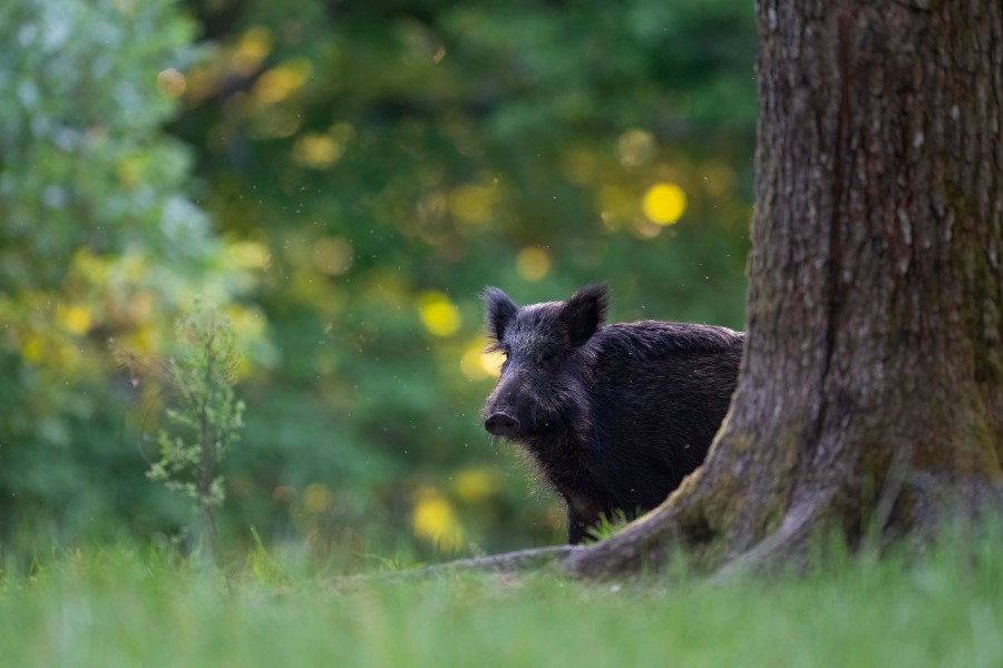 Niedersachsen: Wildschweine gelten als Hauptwirte der Aujeszykischen Krankheit. (Symbolbild)