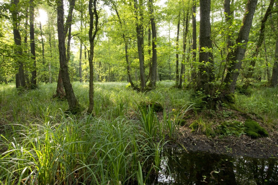 Das Naturschutzgebiet Barnbruch ist ein besonderes Fleckchen Erde. 