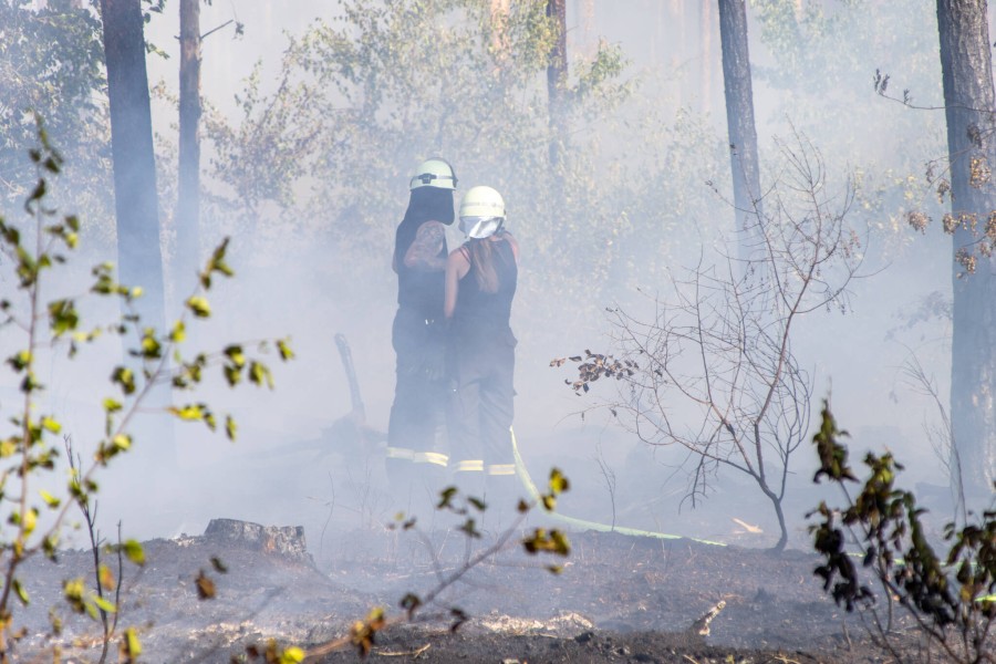 Kreis Gifhorn: Bei Leiferde standen 500 Quadratmeter Unterholz bei einem Waldbrand in Flammen! Die Feuerwehr spricht nun eine dringliche Warnung aus. (Symbolbild) 