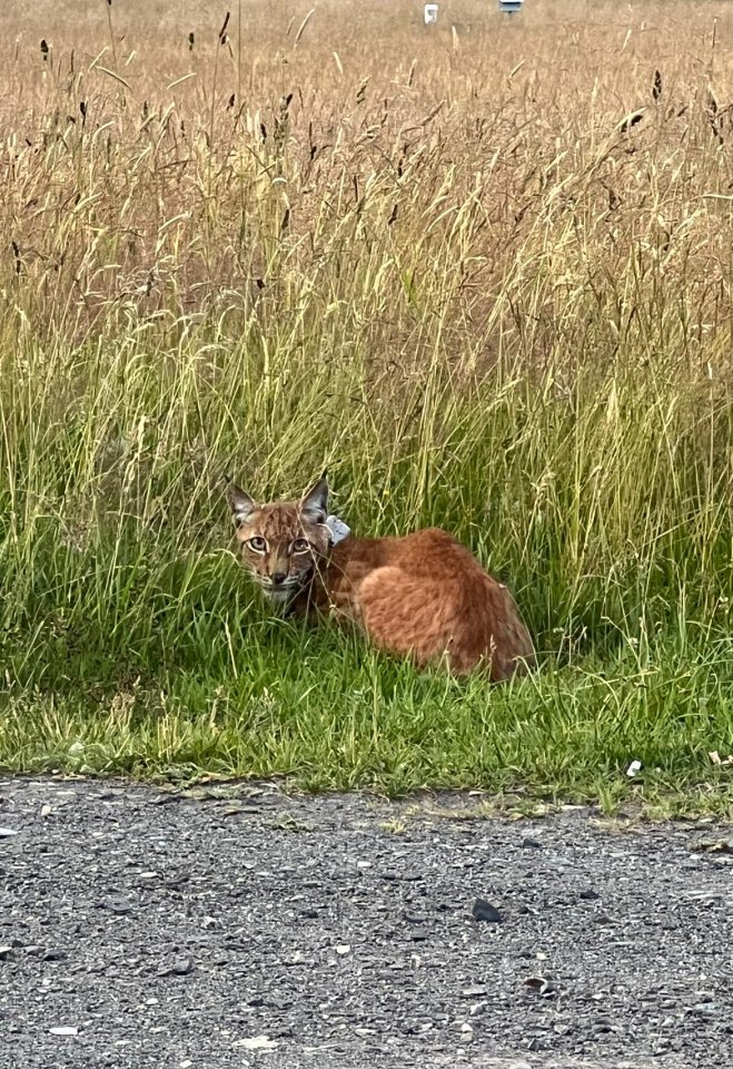 Harz-Luchs.jpg