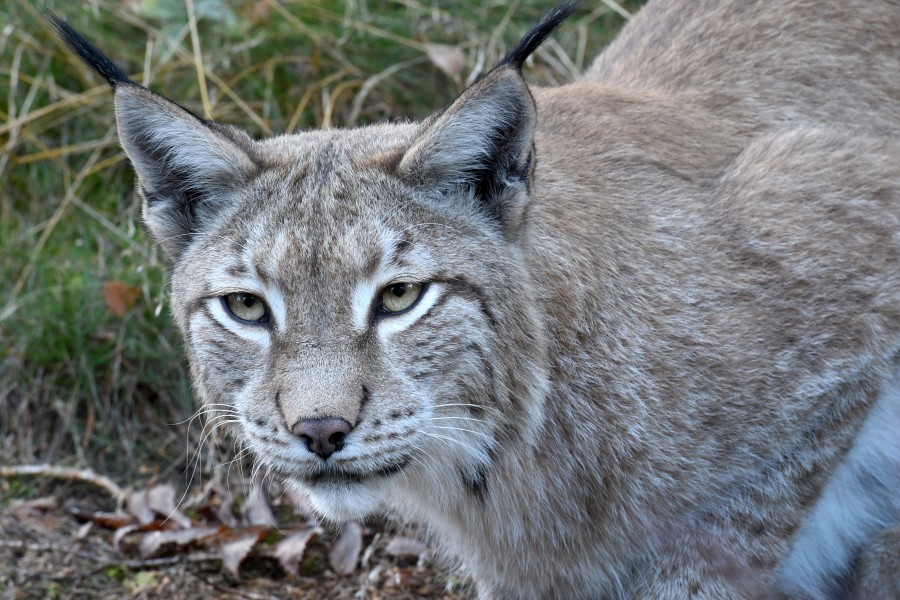 Bei einem Besuch beim Luchsgehege im Harz kannst du einiges über die seltenen Tiere lernen. (Archivbild)