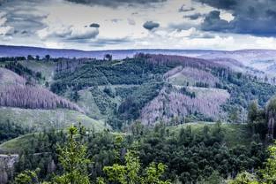 Im Harz machen sich bereits viele Schäden bemerkbar. 