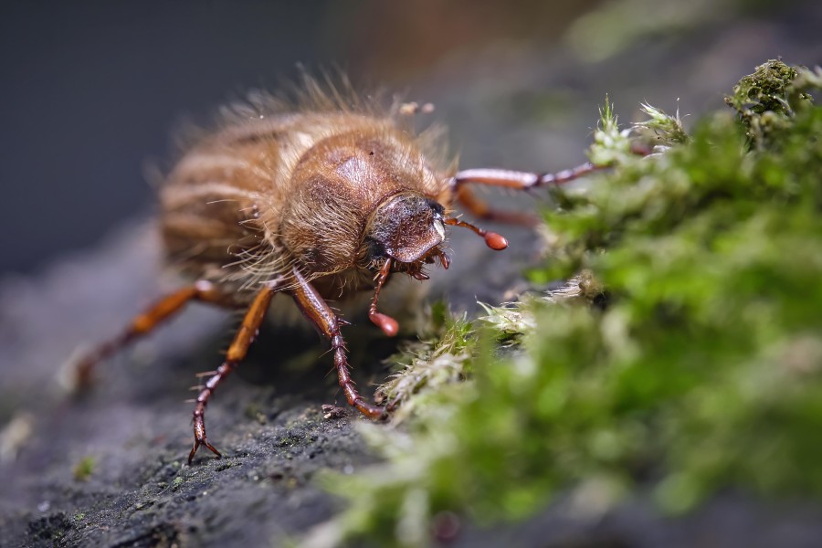 Der Junikäfer, auch Gerippte Brachkäfer genannt, ist ein Pflanzenschädling und wir zwischen 14 und 18 Millimeter groß. (Archivbild)