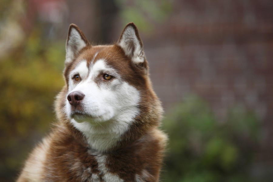 Ein Hund in Niedersachsen hält die Autofahrer auf der A28 in Atem. (Symbolbild) 