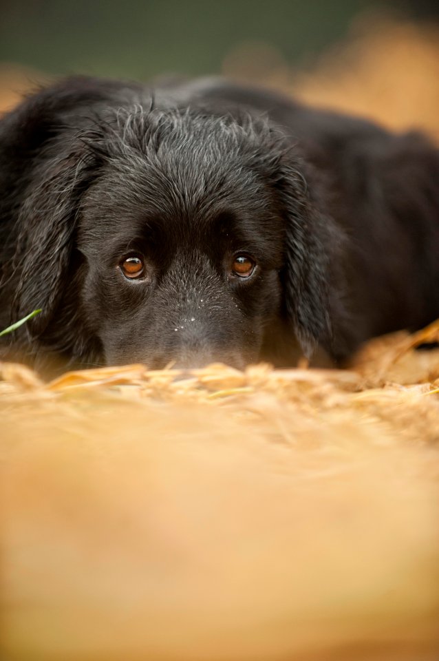 Hund Wolfenbüttel