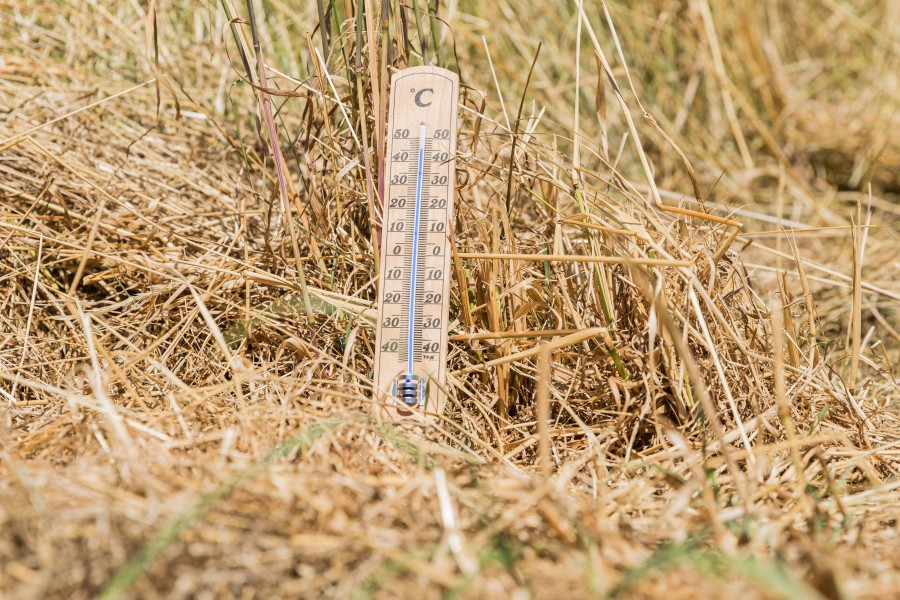 Wetter in NRW: Trockene Felder und Wälder können bei der Hitze leicht in Brand geraten. (Symbolbild) Wetter in NRW: Trockene Felder und Wälder können bei der Hitze leicht in Brand geraten. (Symbolbild)