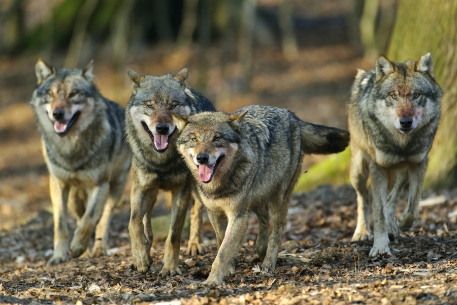 In Niedersachsen steigt die Wolfspopulation in den nächsten acht Jahren voraussichtlich von 300 auf 1200 Tiere.