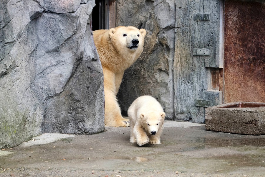 Nachwuchs bei den Eisbären im Zoo Hannover? Darauf müssen Besucher wohl noch einige Zeit warten. (Archivbild)
