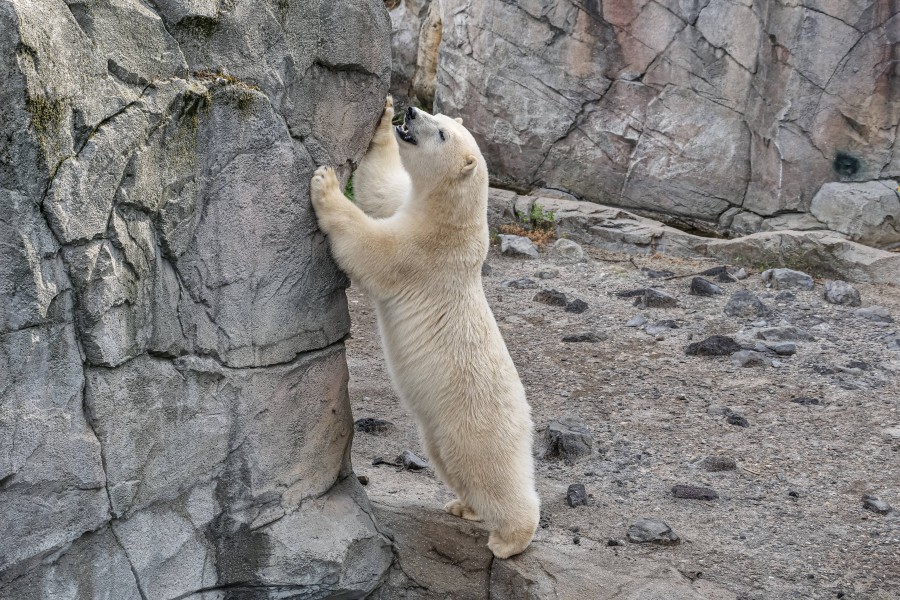 Zoo Hannover: Eisbärin Nana soll ein neues Zuhause bekommen. (Archivbild)