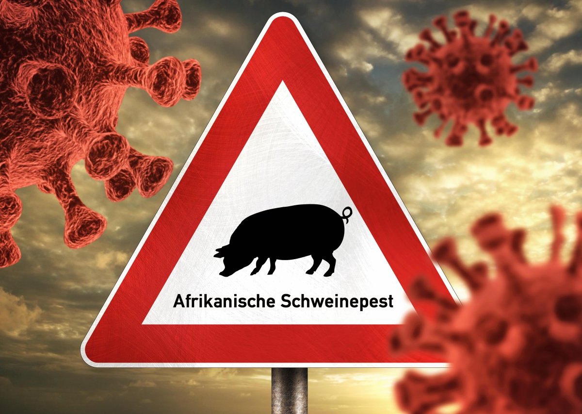 niedersachsen afrikanische schweinepest.jpg