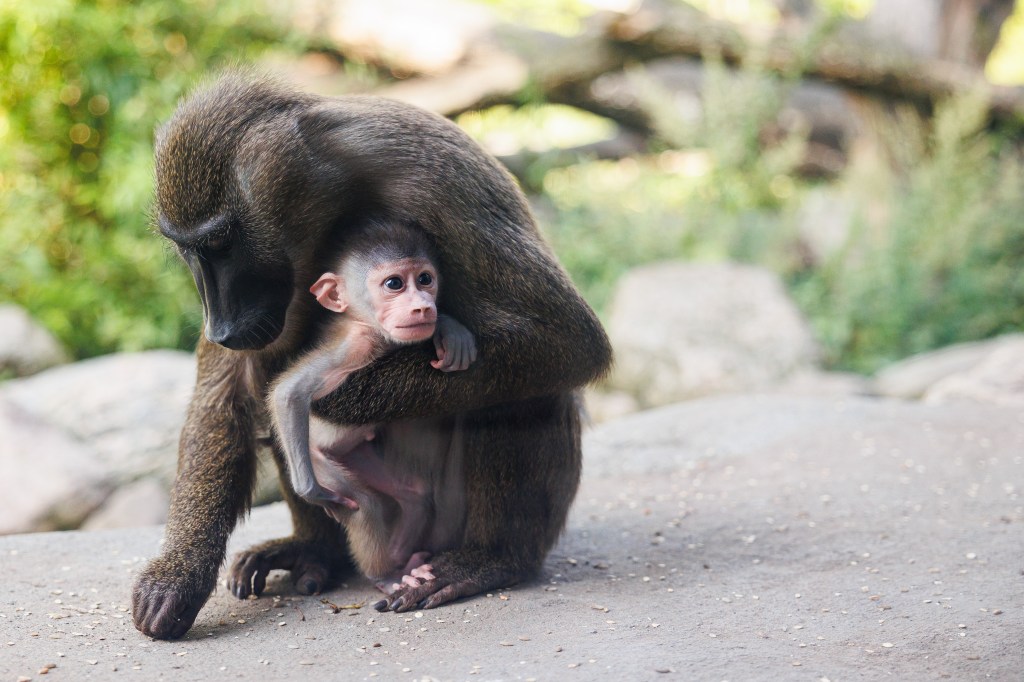 Drill-Affen-Mutter trägt Jungtier