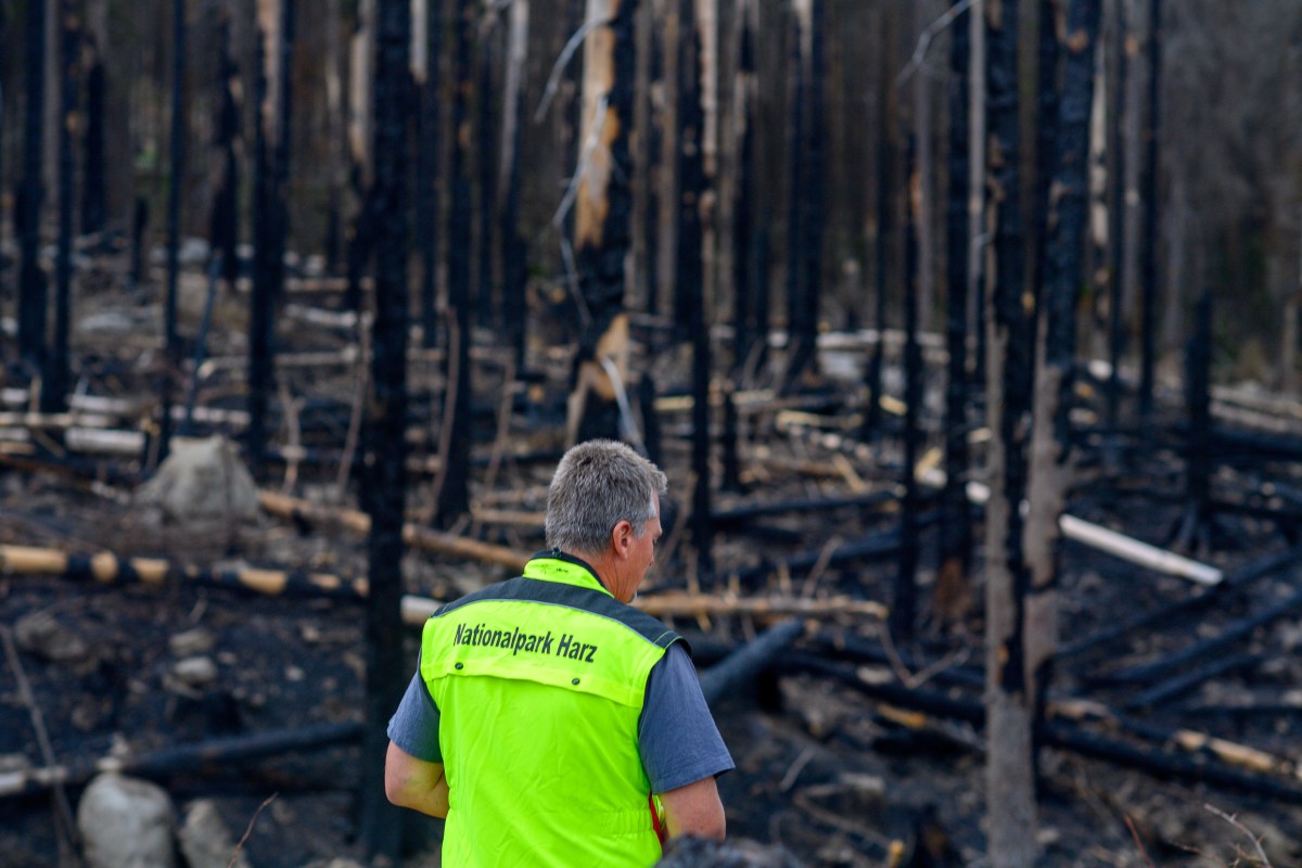 Die Suche nach der Ursache für den Großbrand im Harz dauert an