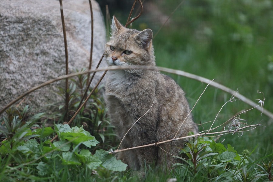 Im Harz fühlen sich immer mehr Wildkatzen heimisch. (Archivbild)