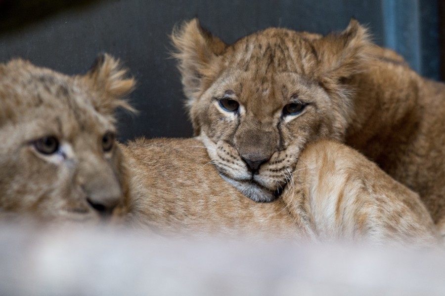 Der Zoo Hannover hat schon ein Löwenrudel – jetzt sollen die Wildkatzen auch nach Braunschweig kommen. (Symbolbild)