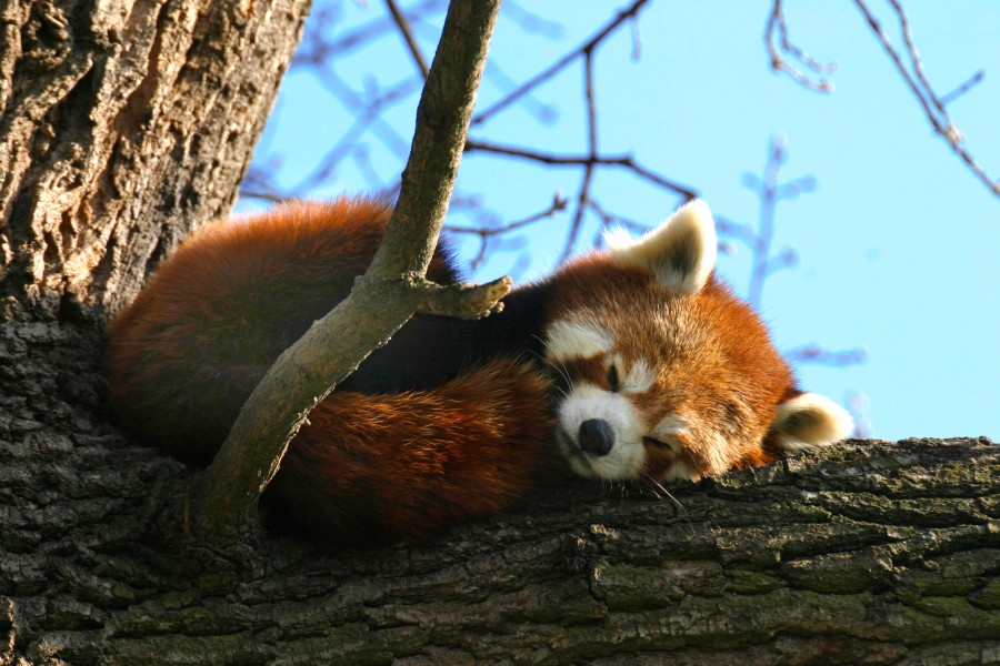 Die Roten Pandas haben nach 15 Jahren endlich wieder Nachwuchs im Zoo Hannover bekommen! (Symbolbild)