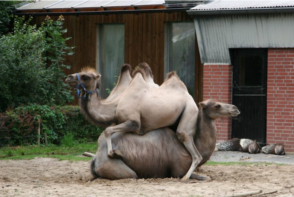 zoo braunschweig kamele