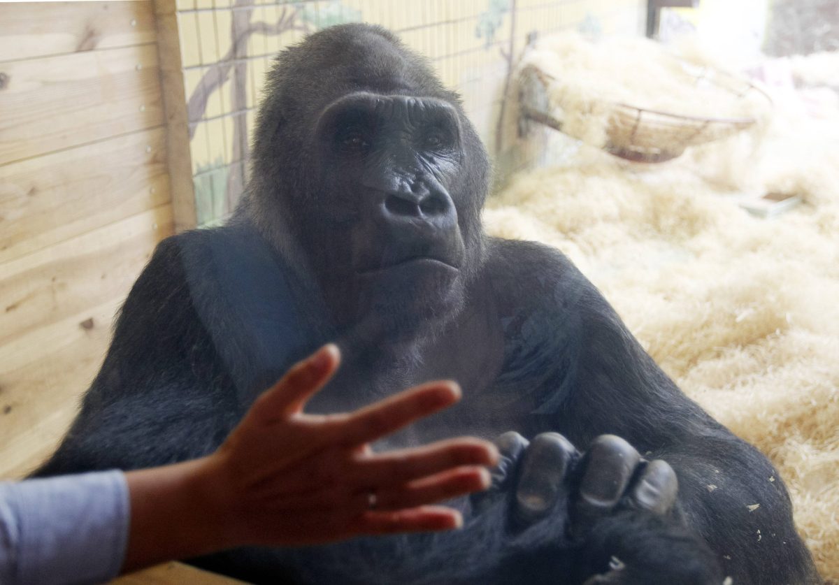Gorilla sitzt im Zoo Gehege, Besucher hält Hand gegen Scheibe