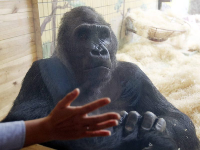 Gorilla sitzt im Zoo Gehege, Besucher hält Hand gegen Scheibe