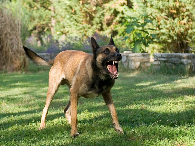 Aggressiver Hund fletscht die Zähne