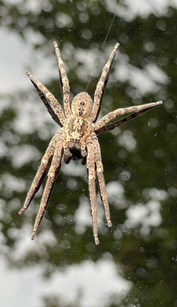 ine Nosferatu-Spinne sitzt auf einem Autodach.