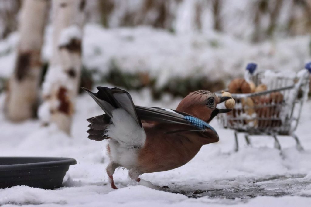 Im Harz hat so manch ein Vogel eine lange Einkaufsliste...