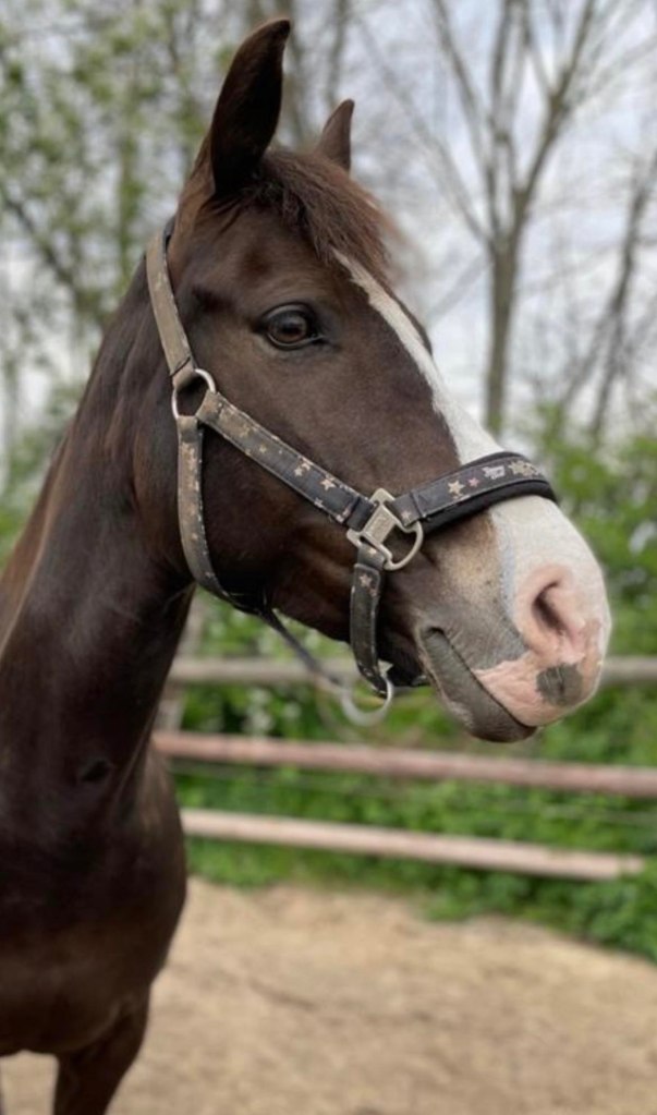 Diese Ponystute wartet auf ein glückliches Kind.