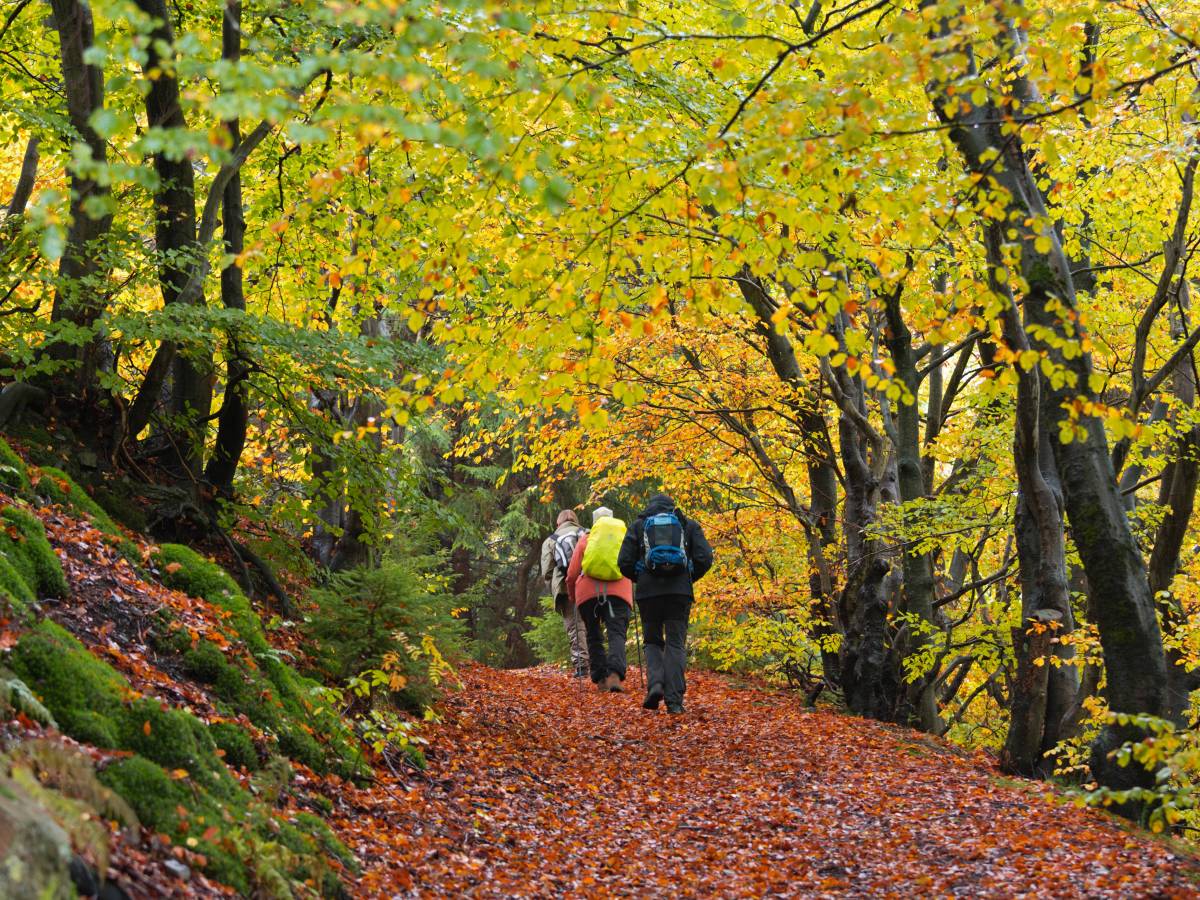 Wanderer auf Abwegen – das wird immer mehr zum Problem im Nationalpark Harz. Doch damit soll nun Schluss sein. (Symbolbild)