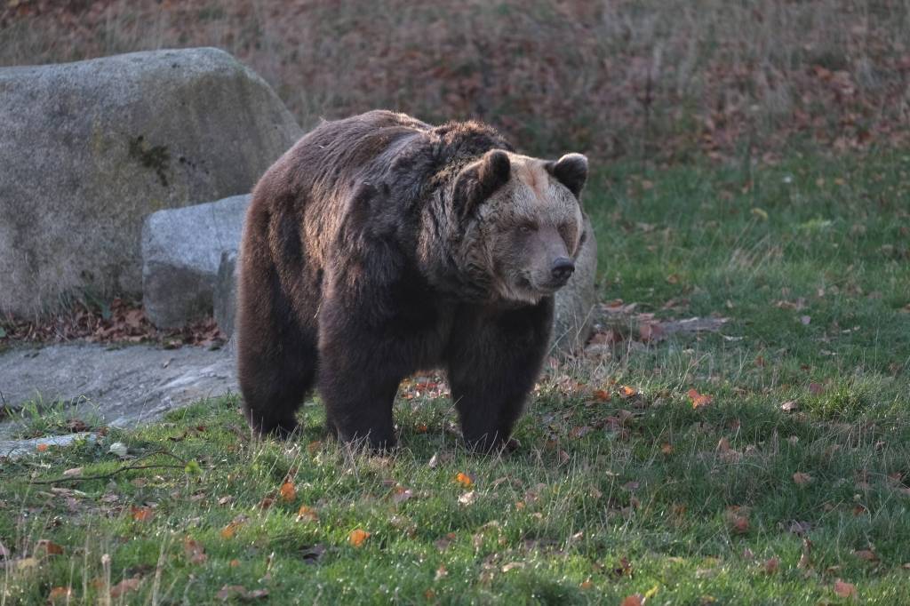 Harz neue Attraktion 