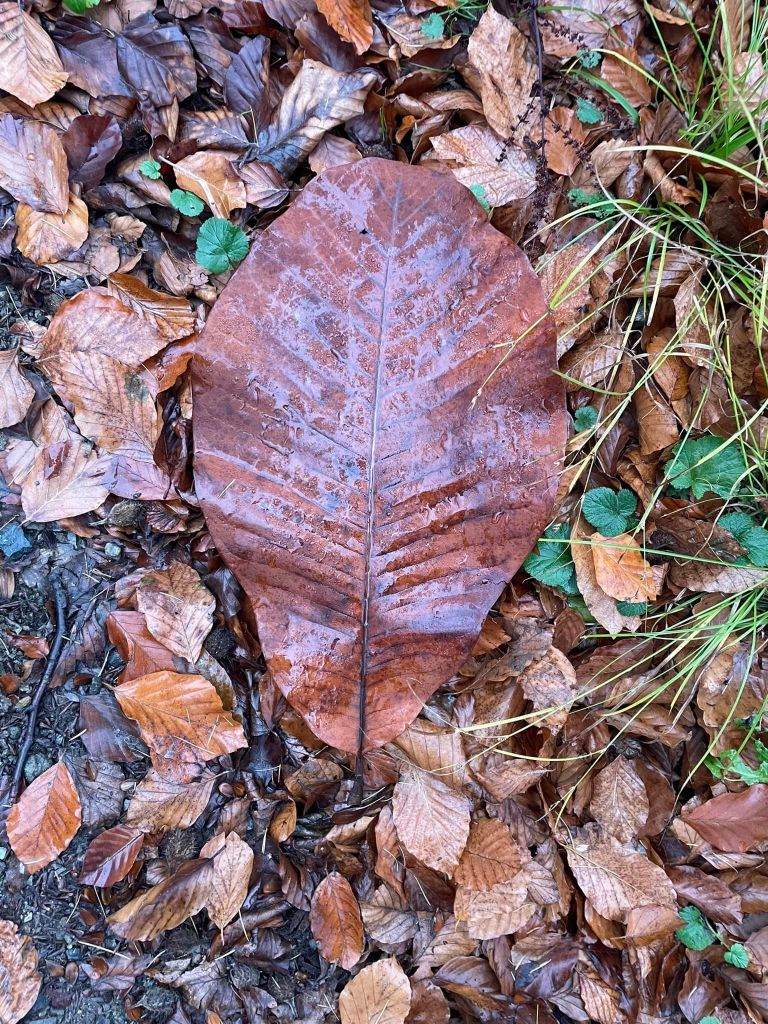 Harz Blatt