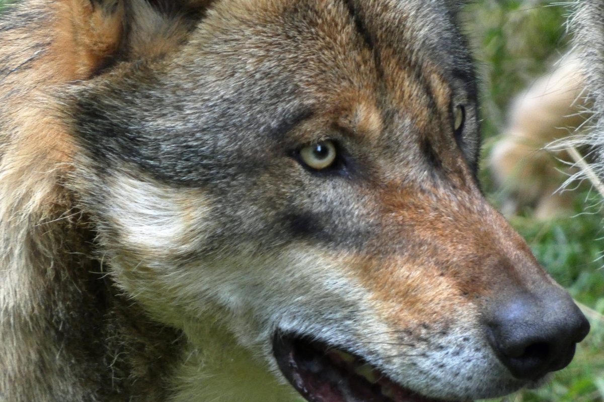 Zum ersten Mal ist in Niedersachsen ein Hund nachweislich von einem Wolf angegriffen worden und zu Tode gekommen. Die Verunsicherung ist groß.