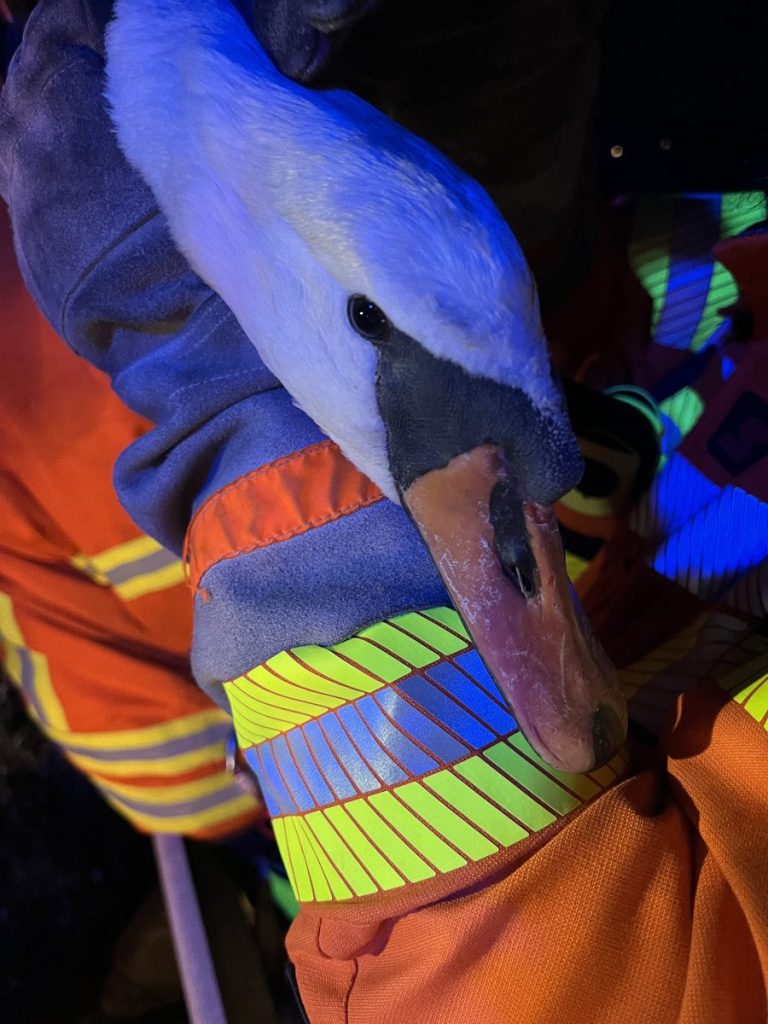 Feuerwehr Braunschweig rettet Schwan.