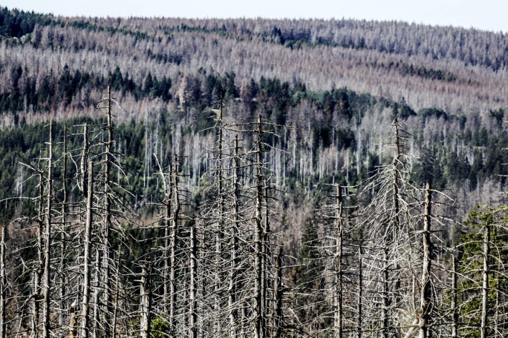 Erschreckende Zahlen zeigen, wie tot der Wald im Harz inzwischen ist!