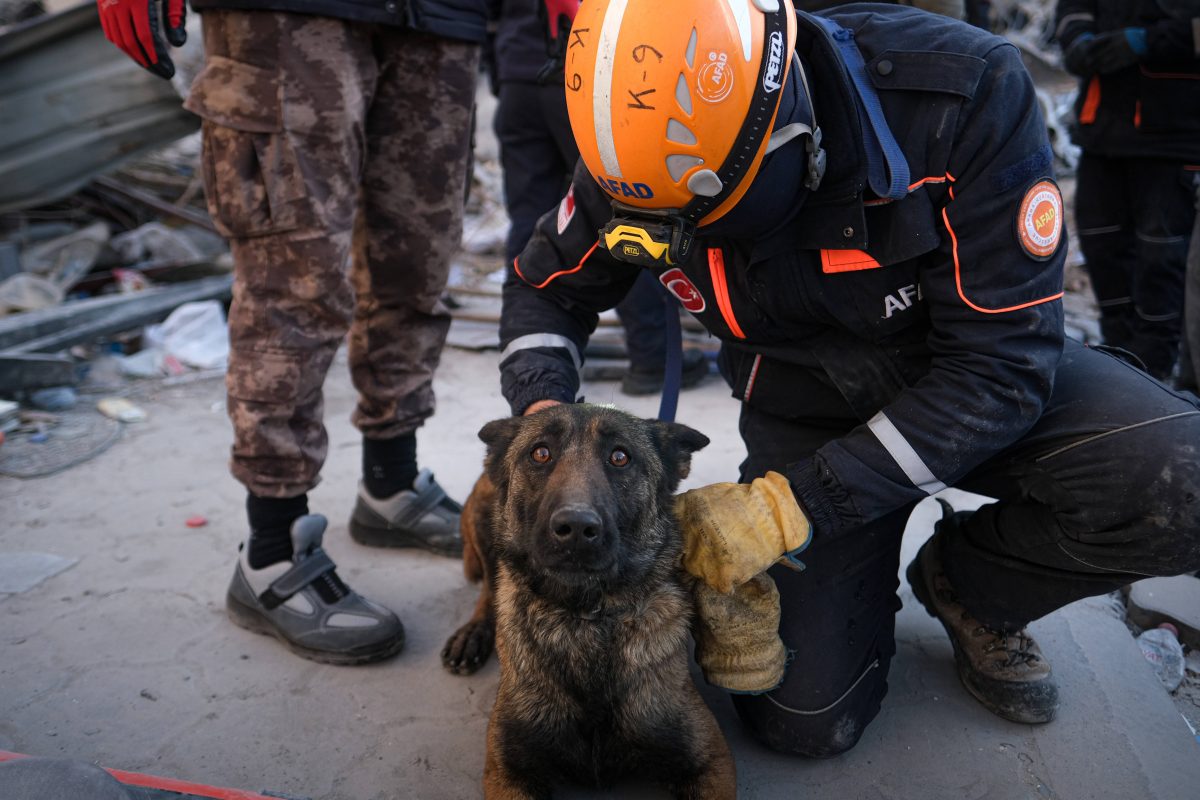 Viele Rettungshunde helfen bei der Suche nach Verschütterten nach den Erdbeben in der Türkei