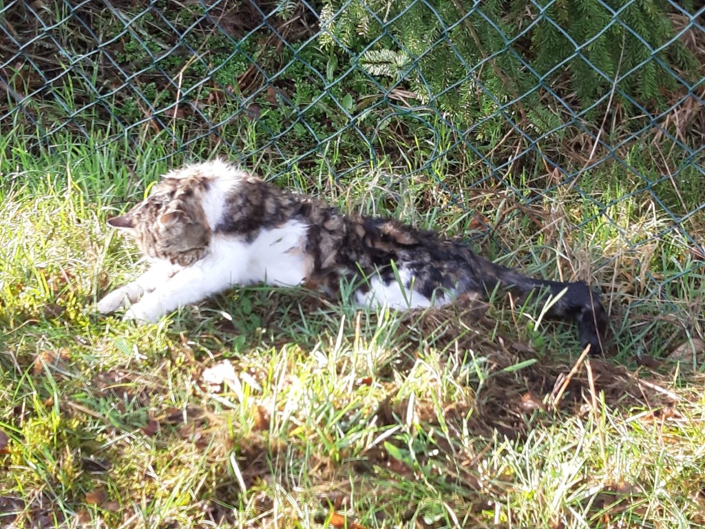 Kreis Gifhorn: Tote Katze im Maschendrahtzaun
