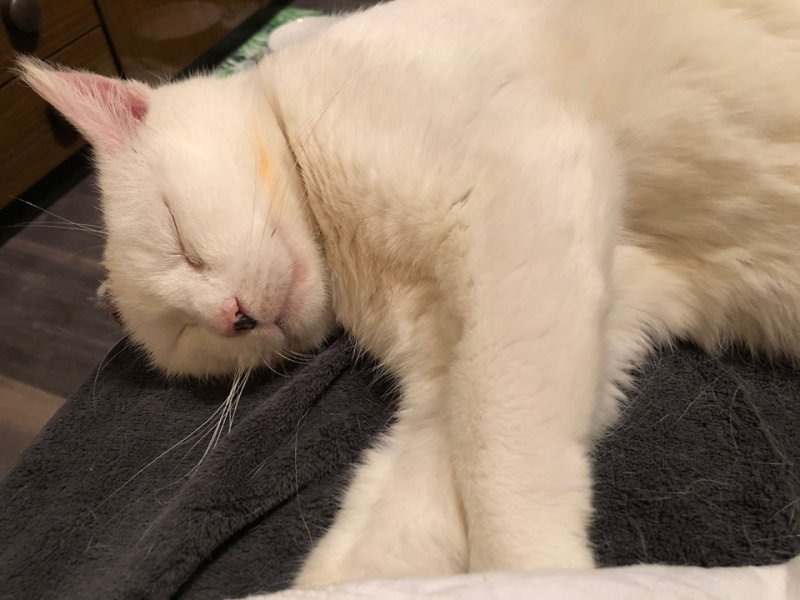 Wolfsburg: Kranke Katze lebt jahrelang am Bahngleis – jetzt soll sich alles wenden