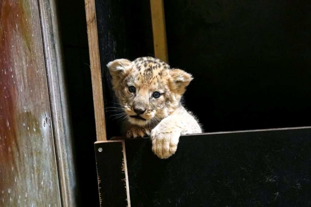 Zoo Hannover