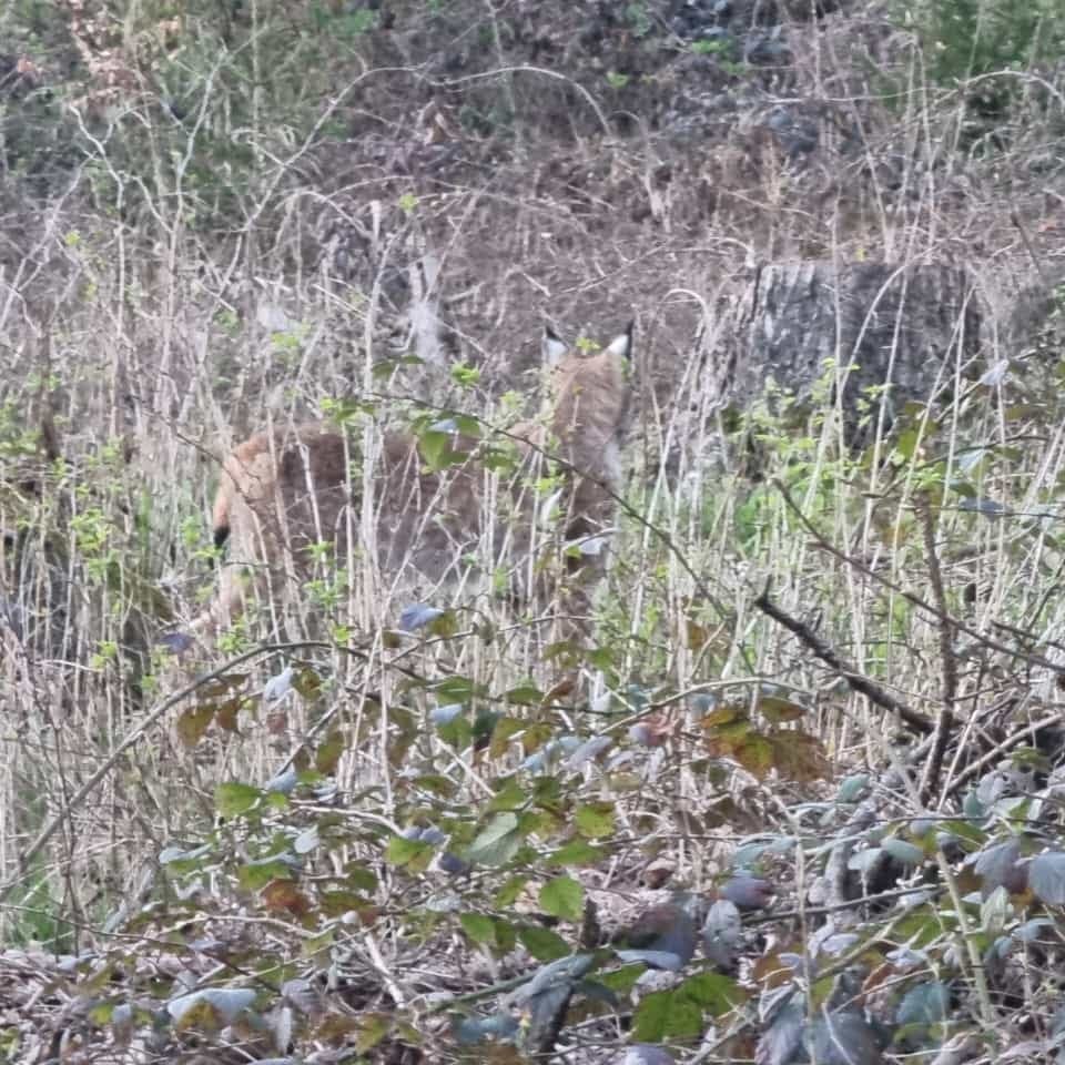 Einem Mann ist im Harz ein besonderer Schnappschuss gelungen! 