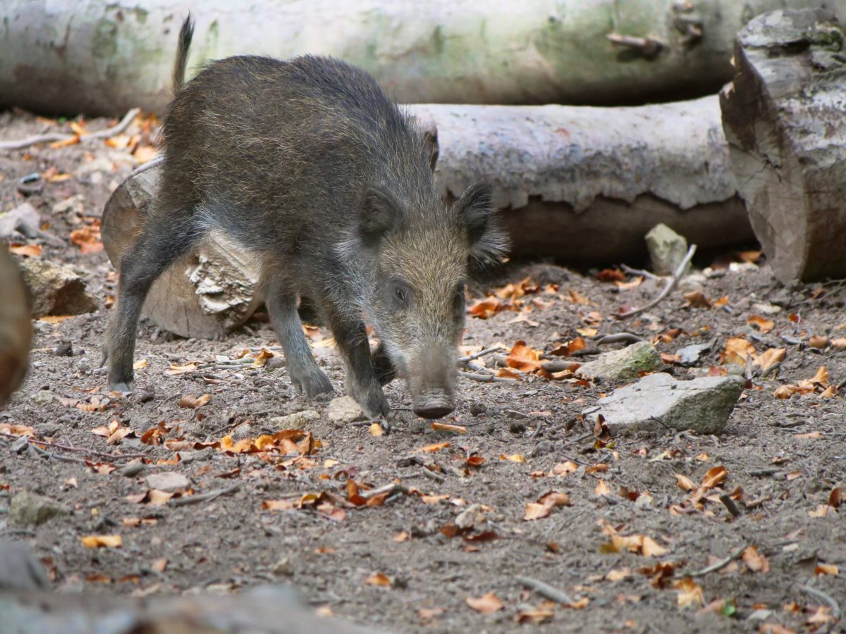 Niedersachsen Wildschwein schnüffelt im Wald