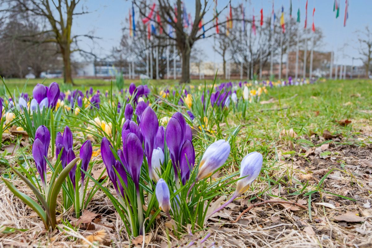 Wetter Niedersachsen am Europaplatz Braunschweig blühen die Blumen