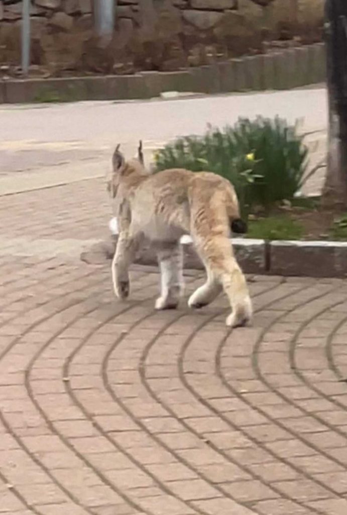 Ein junger Luchs streift mitten durch Braunlage im Harz!