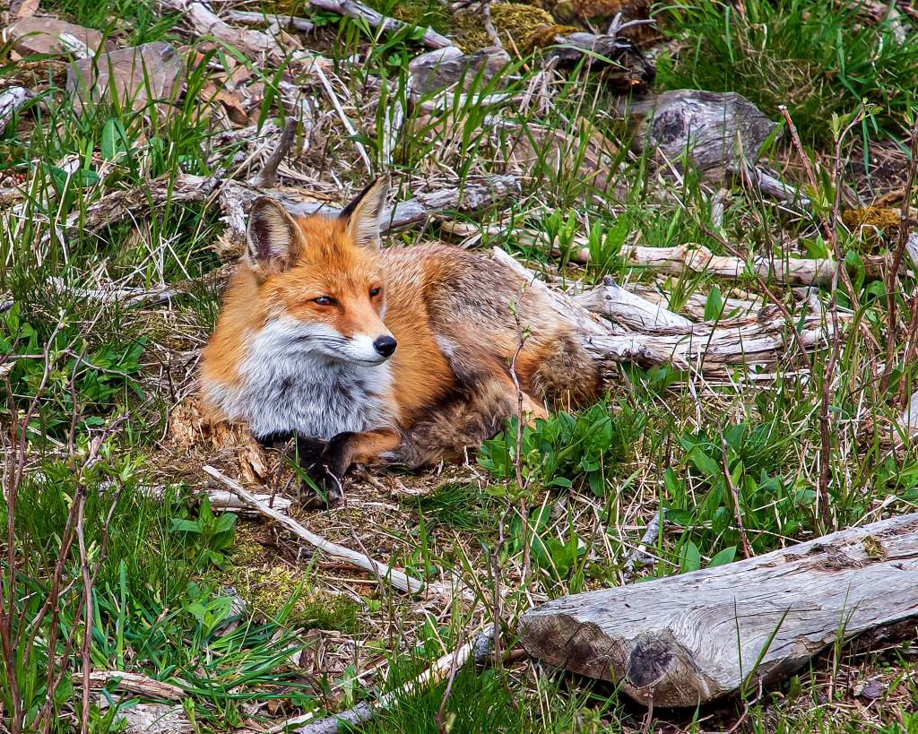 Harz