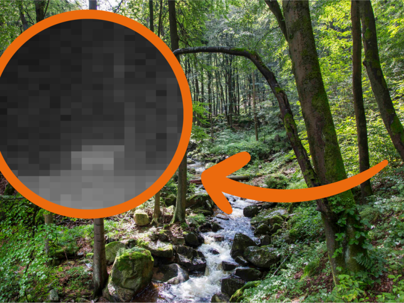 Harz: Mann macht seltenen Schnappschuss – „Live zu sehen ist fast unmöglich“