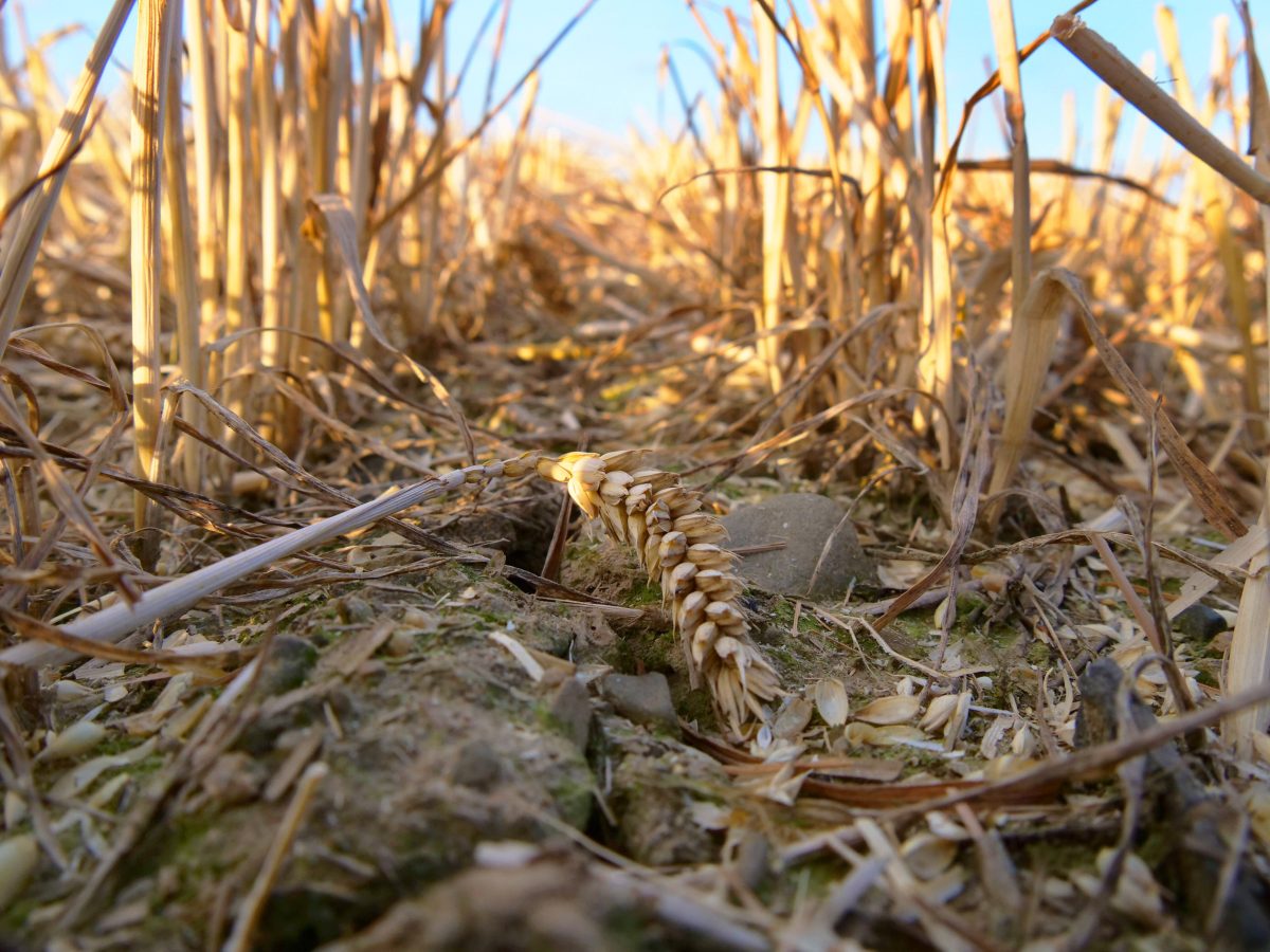 Droht Niedersachsen der nächste Dürre-Sommer? Der Mai war viel zu trocken. Und auch die Prognose macht nicht viel Hoffnung!