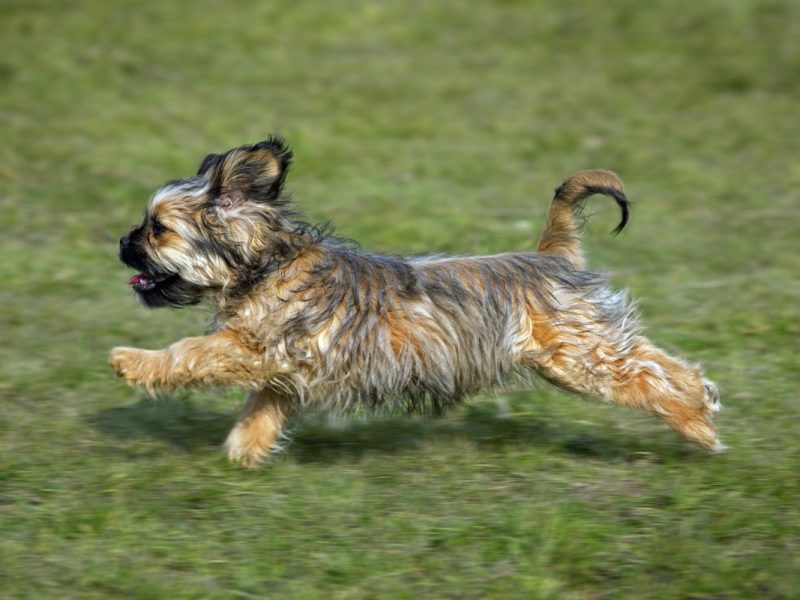 Tierheim Salzgitter begeistert – was Hund Ben macht, ist einmalig
