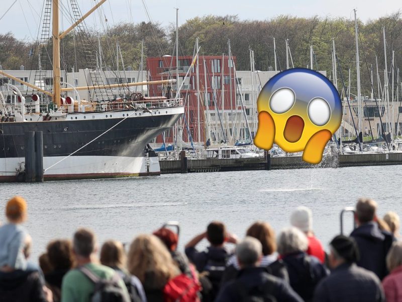 Urlaub an der Ostsee: Große Trauer! Dieses Tier begeisterte Urlauber – nun ist es tot!