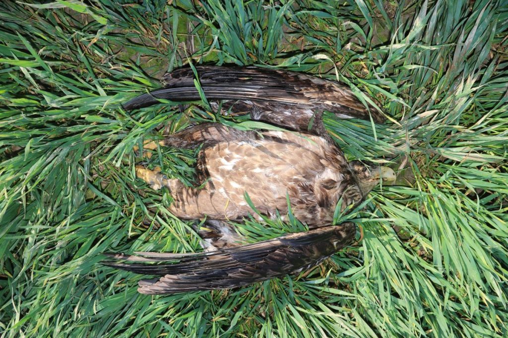 Peine toter Seeadler liegt im Feld