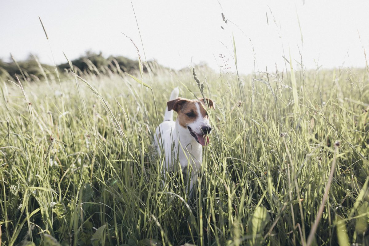 Wolfsburg Hund im Gras