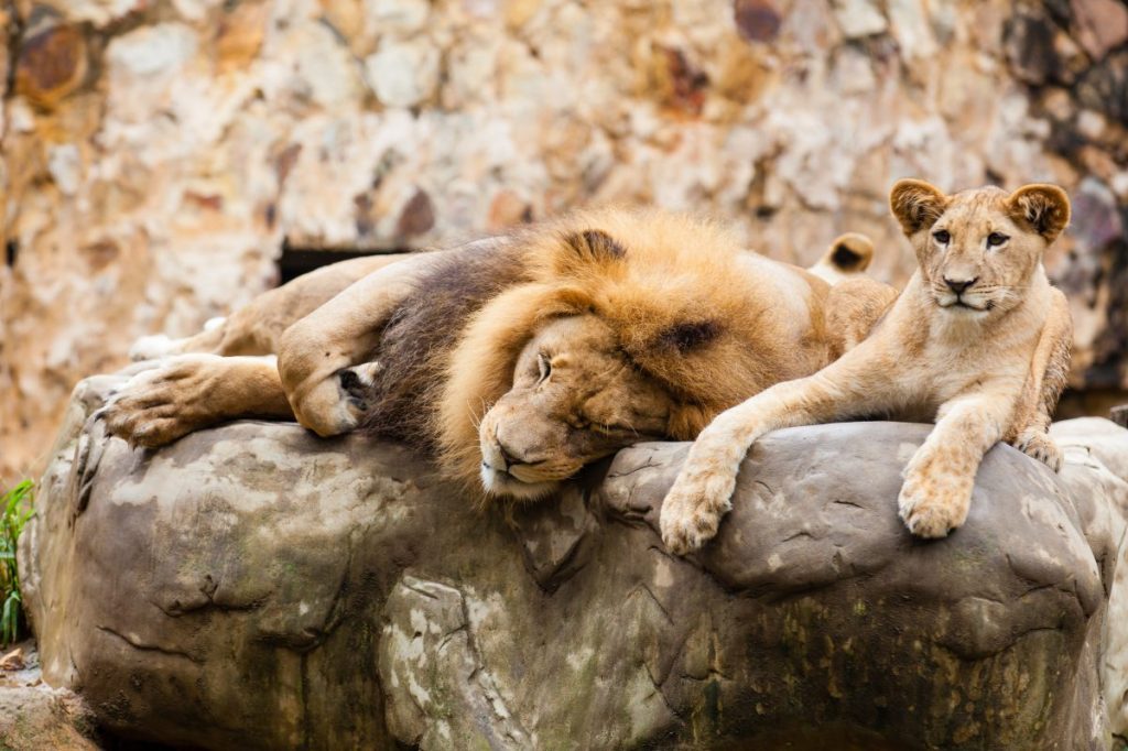 Früher gab es schon mal Löwen im Braunschweiger Zoo. Dann wurde es zu eng. Jetzt aber gibt es neuen Platz – daher sollen auch wieder Löwen in Stöckheim wohnen.